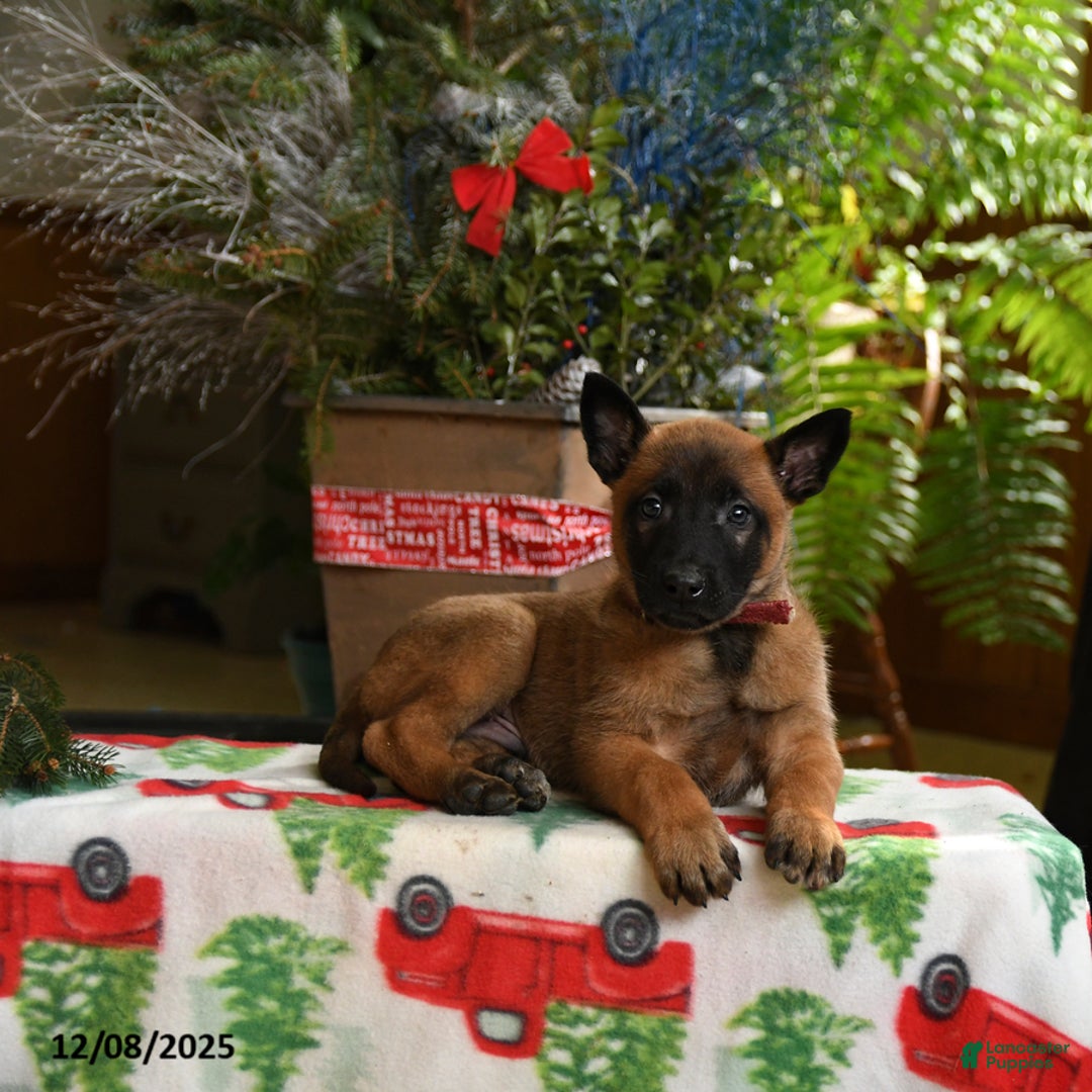 Belgian Malinois dogs for sale: Apple - Ad 5