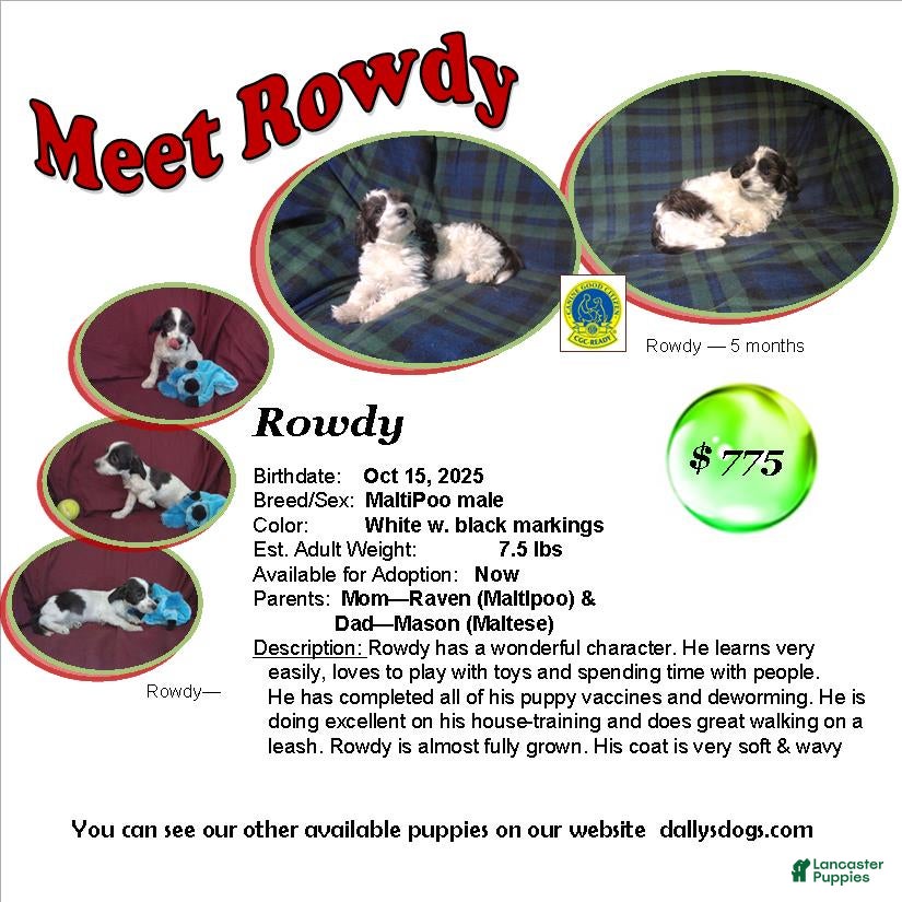 Maltipoo dogs Rowdy---  MaltiPoo male, in home raised, non-shedding - Ad 1