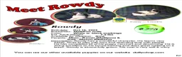 Maltipoo dogs for sale: Rowdy---  MaltiPoo male, in home raised, non-shedding - Ad 1