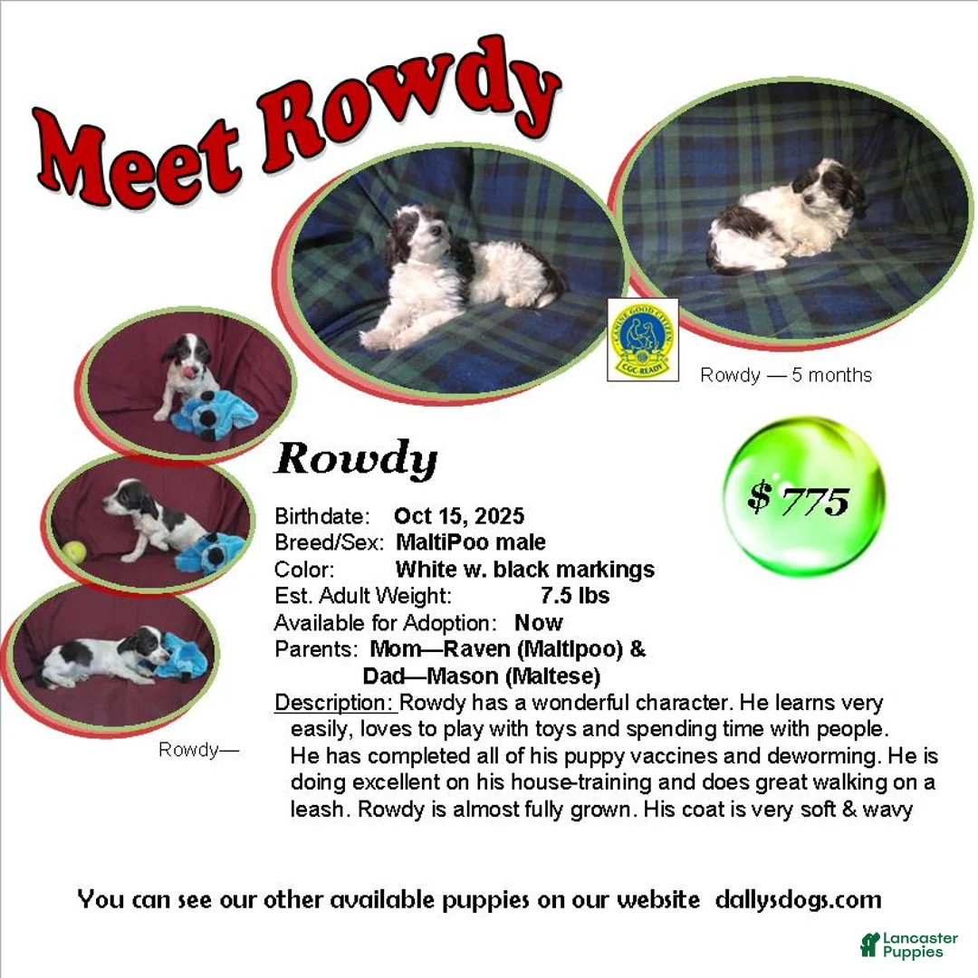 Maltipoo dogs for sale: Rowdy---  MaltiPoo male, in home raised, non-shedding - Ad 1