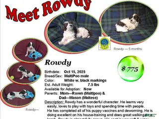 Maltipoo dogs Rowdy--- MaltiPoo male, in home raised, non-shedding - Ad 1