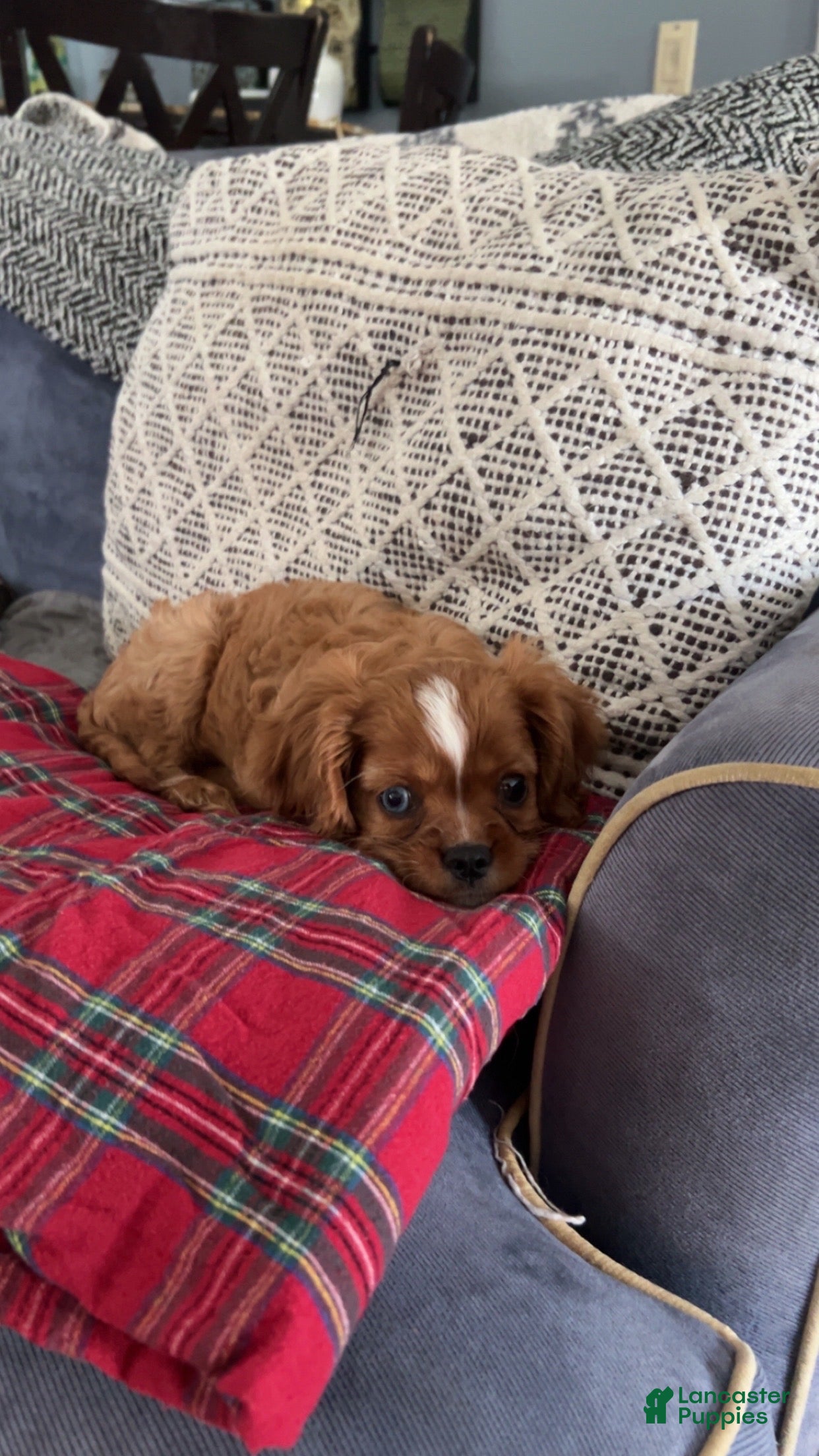Cavalier King Charles Spaniel dogs Cavalier King Charles Spaniel 1 - Ad 28