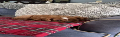 Cavalier King Charles Spaniel 1