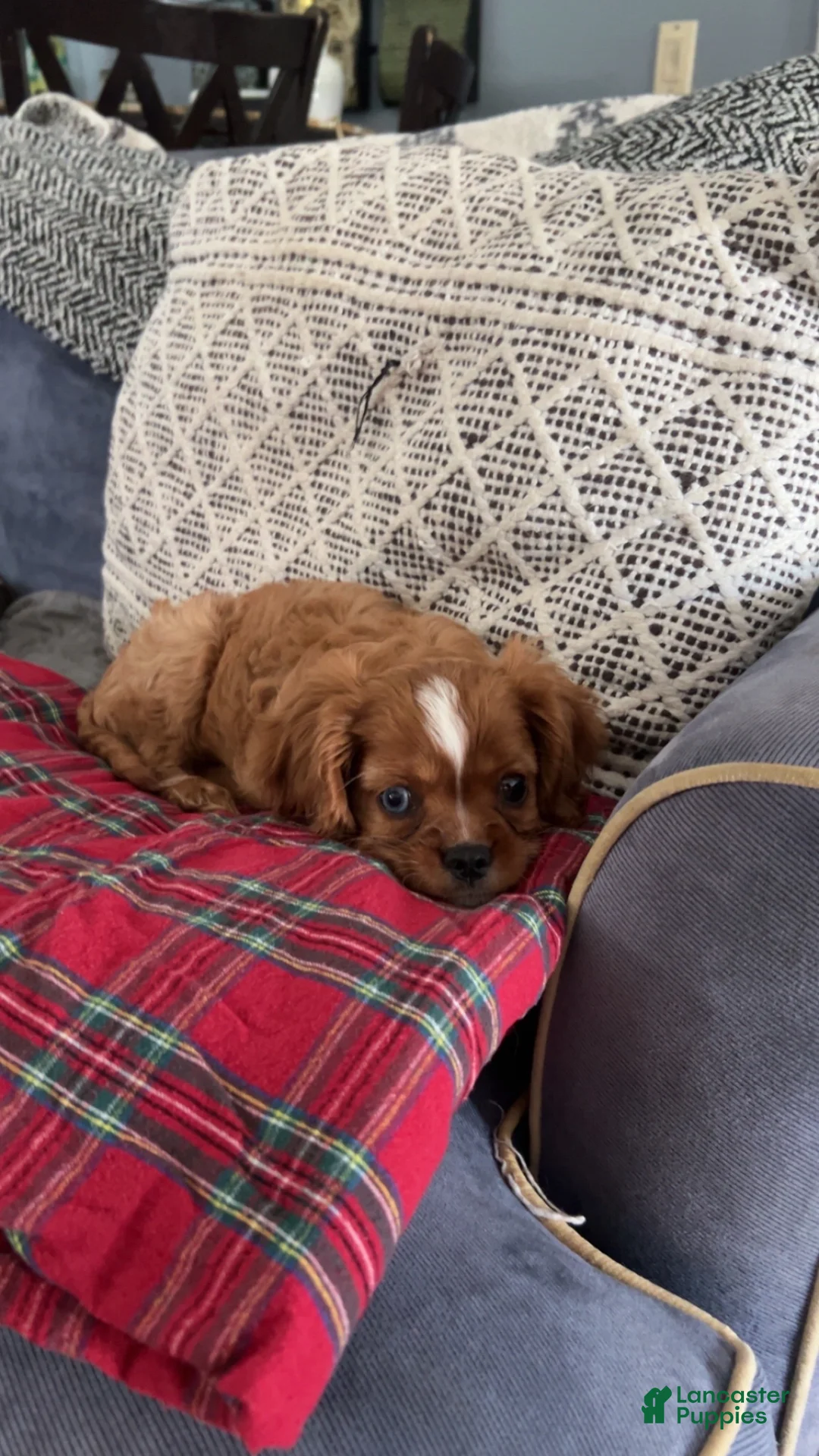 Cavalier King Charles Spaniel dogs for sale: Cavalier King Charles Spaniel 1 - Ad 1