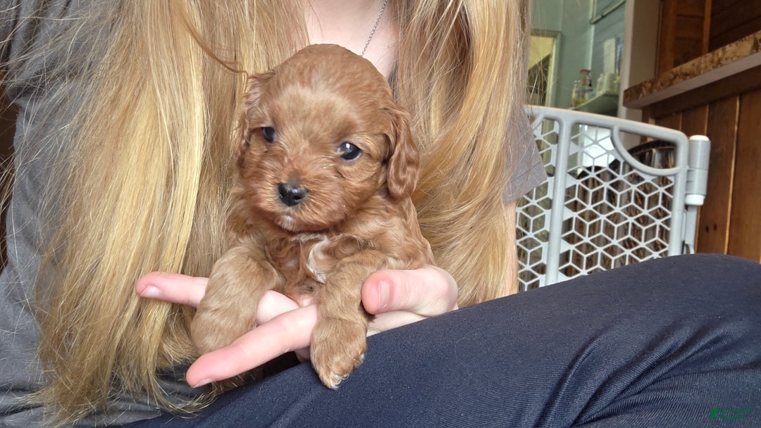 Cavapoo dogs for sale: Jasper - Ad 9