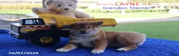 Shiba Inu dogs for sale: Layne - Ad 5