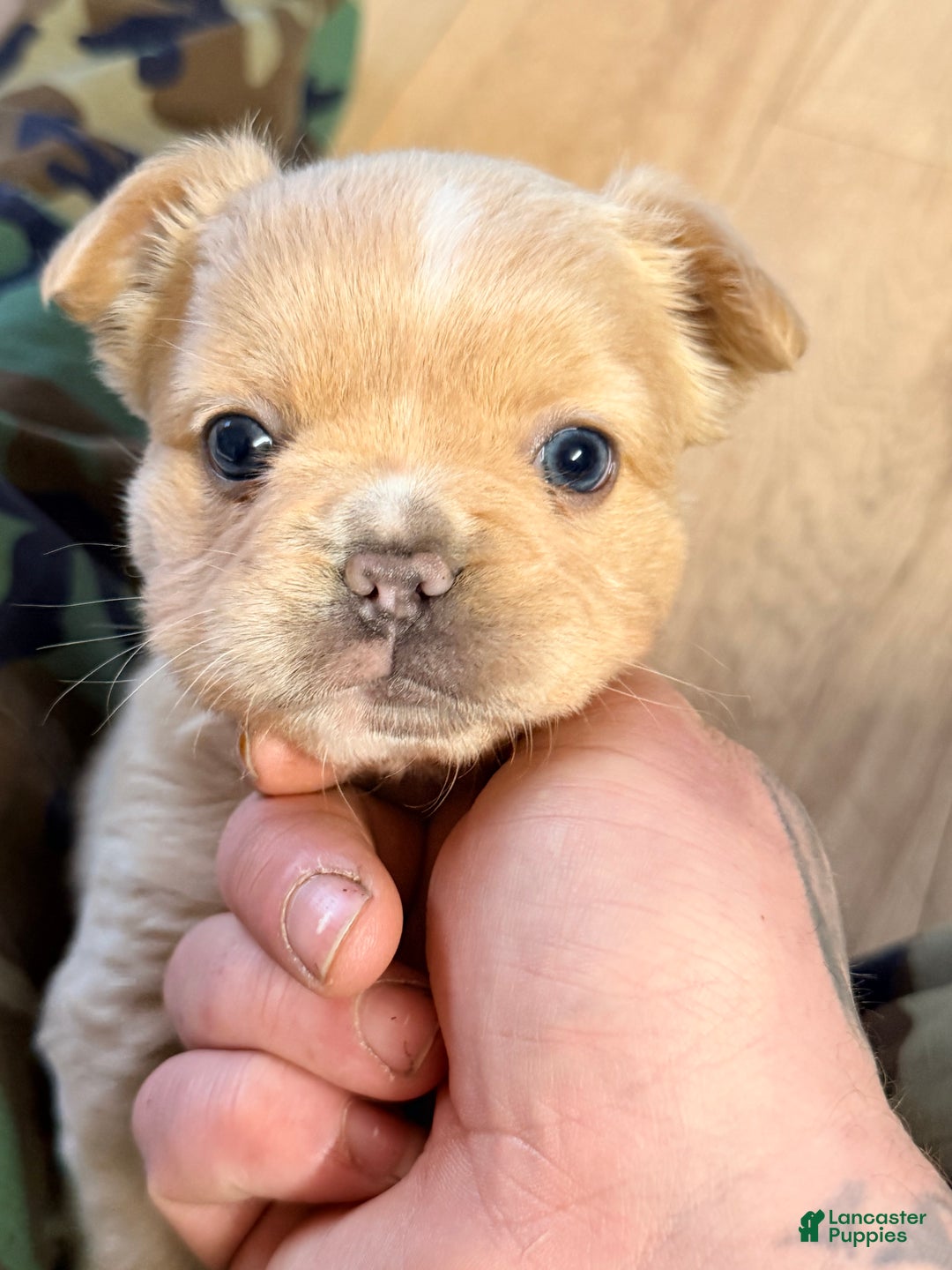 French Bulldog dogs for sale: French Bulldog Puppy 1 - Ad 1