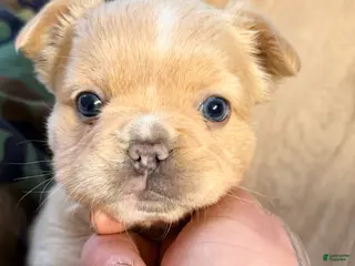 French Bulldog dogs French Bulldog Puppy 1 - Ad 16