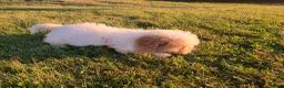 Cavapoo dogs for sale: Nutmeg - Ad 10