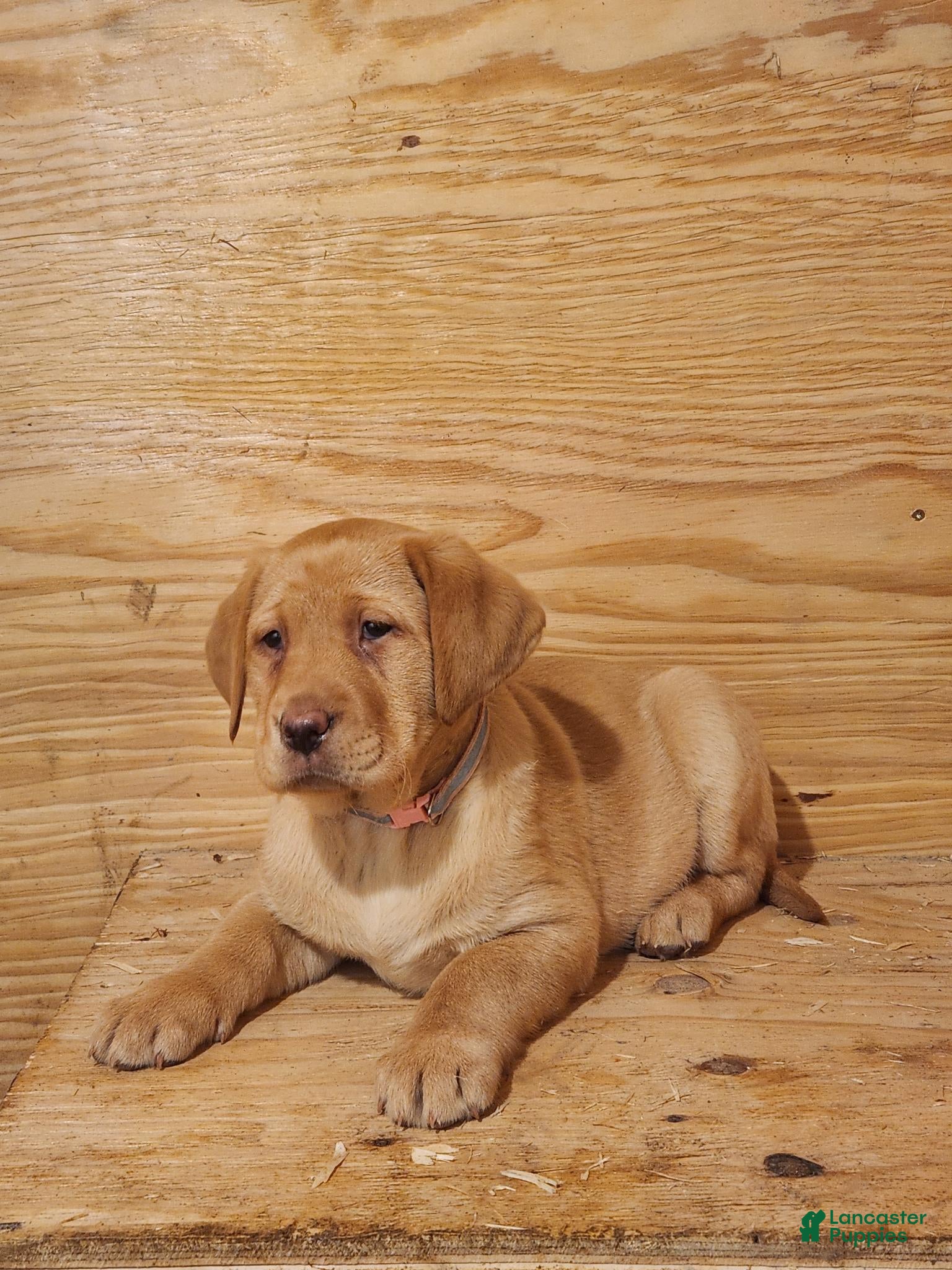 Labrador Retriever dogs Rosie - Ad 4