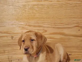 Labrador Retriever dogs Rosie - Ad 4