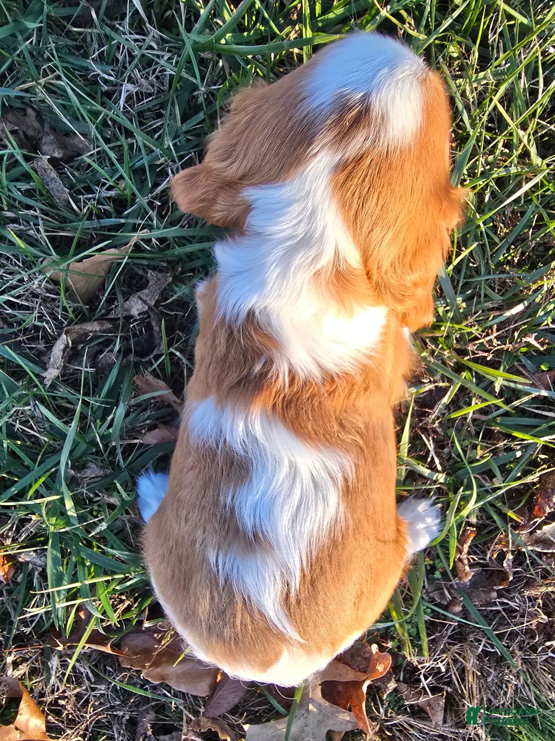 Cavalier King Charles Spaniel dogs for sale: Saphire Female pup - Ad 8