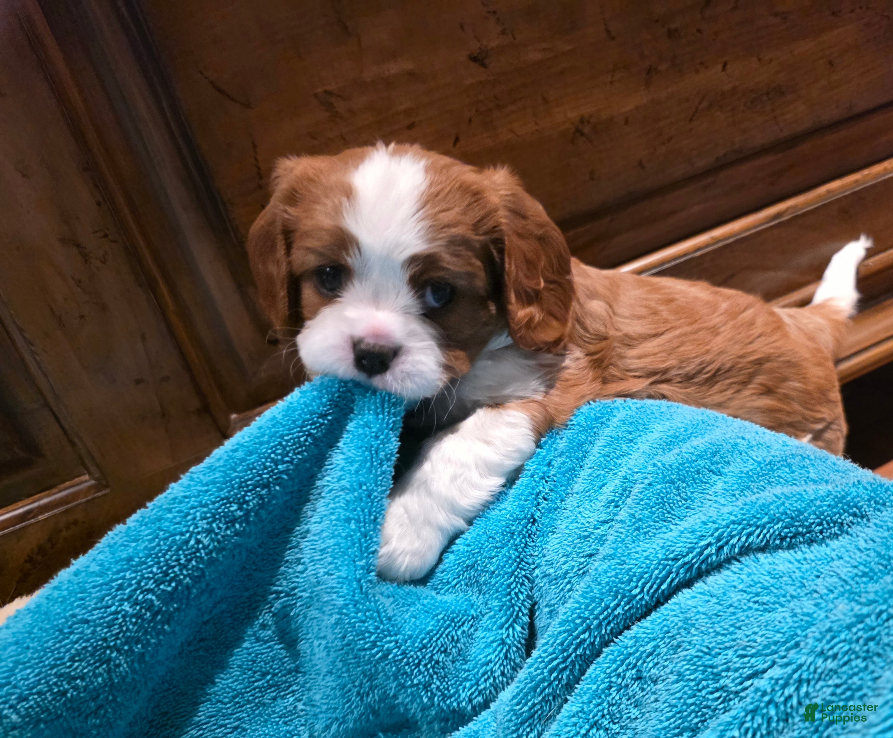Cavalier King Charles Spaniel dogs Cavalier King Charles Spaniel 3 - Ad 21