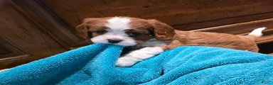 Cavalier King Charles Spaniel 3
