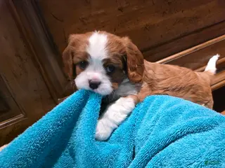 Cavalier King Charles Spaniel dogs Cavalier King Charles Spaniel 3 - Ad 21