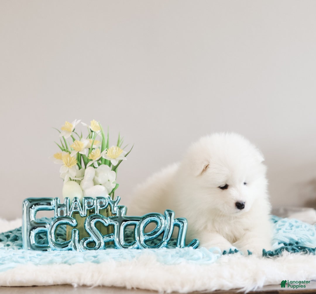 Samoyed dogs Sully - Ad 2