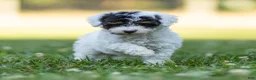 Miniature Poodle dogs for sale: Sparky Miniature Poodle  - Ad 3