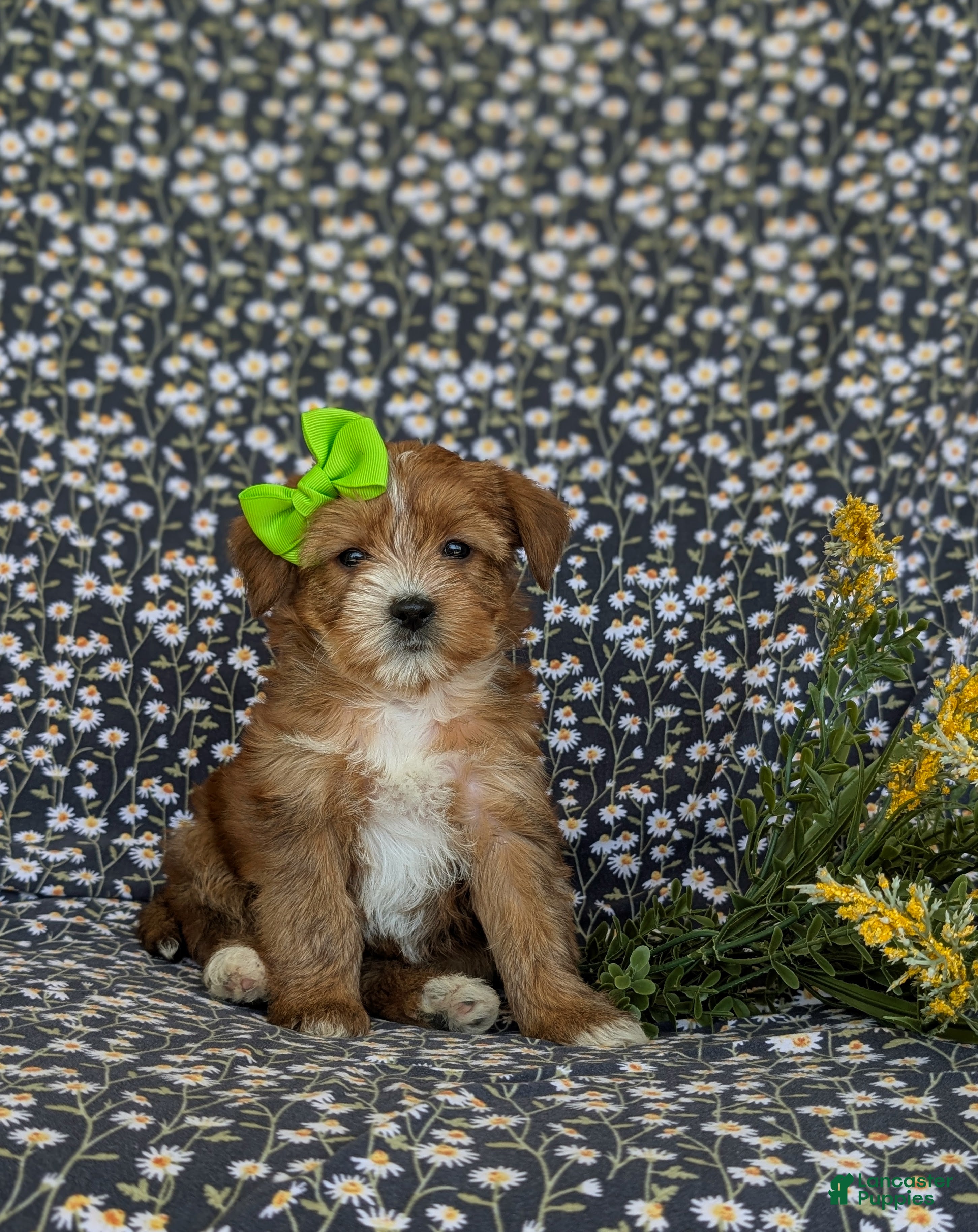 Shorkie dogs Mia Hypoallergenic - Ad 2
