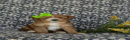 Shorkie dogs for sale: Mia Hypoallergenic - Ad 2