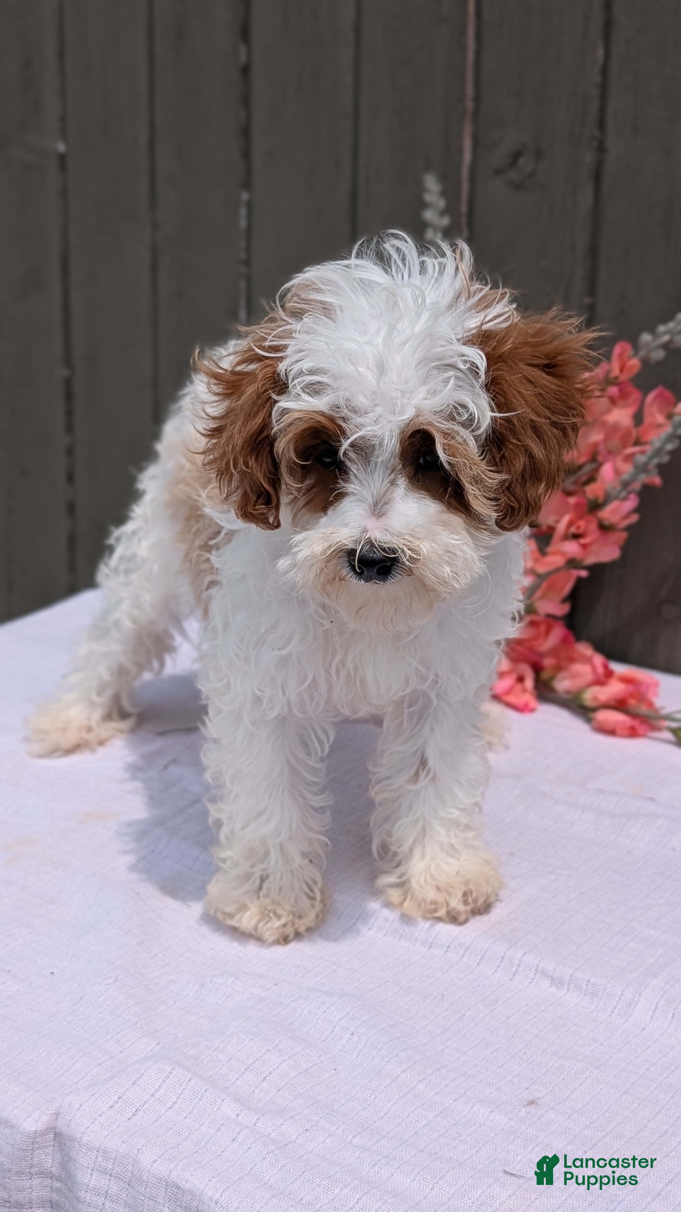 Cavapoo dogs Stella - Ad 2