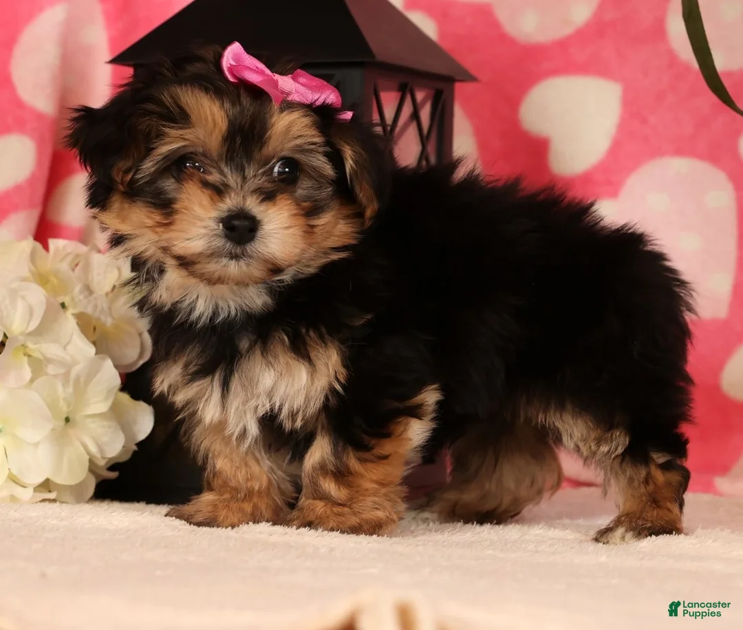 Yochon dogs for sale: Tony - Ad 2