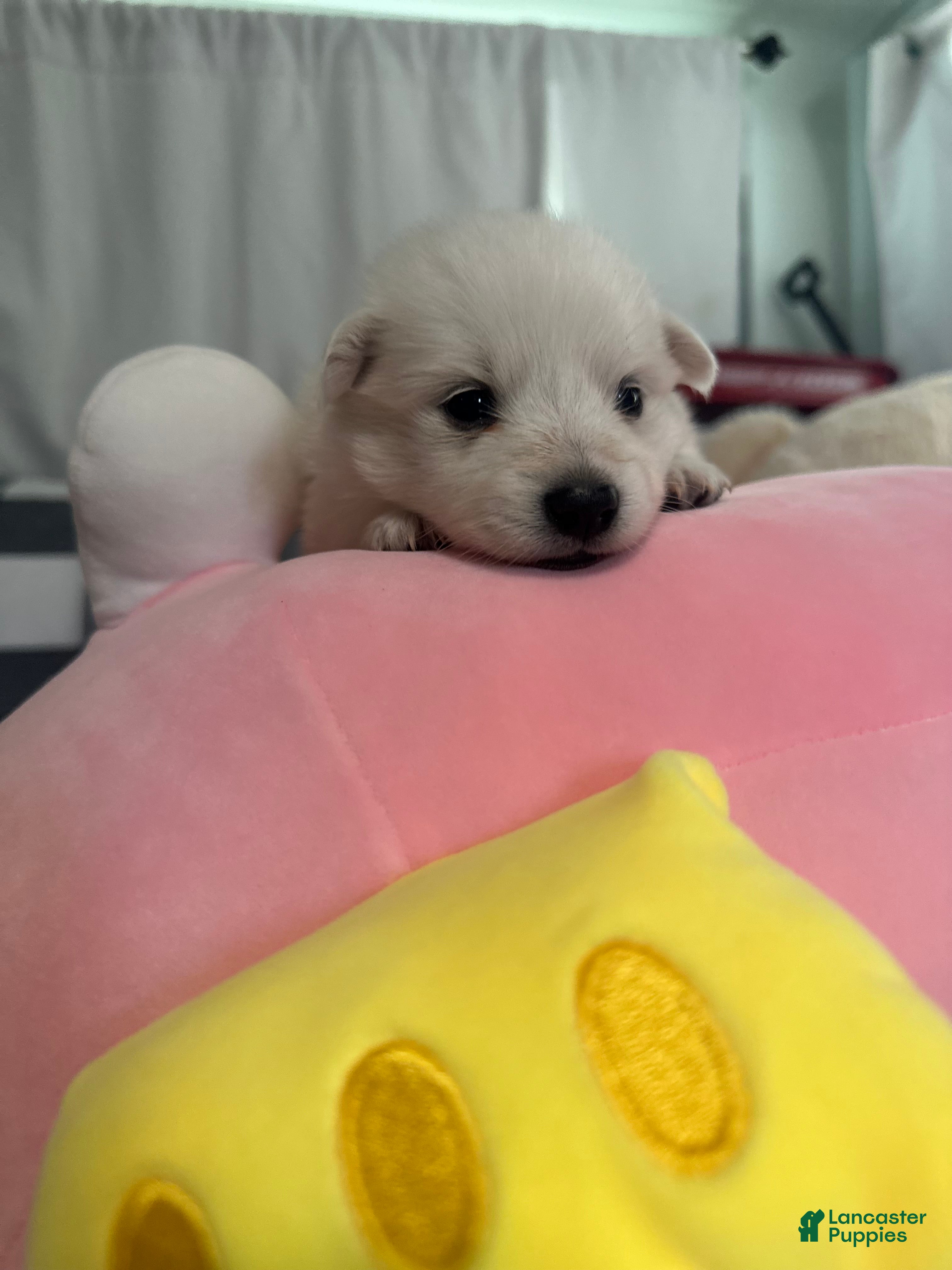 American Eskimo dogs for sale: American Eskimo Puppy 3 - Ad 1