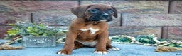Boxer dogs for sale: Rosie - Ad 3