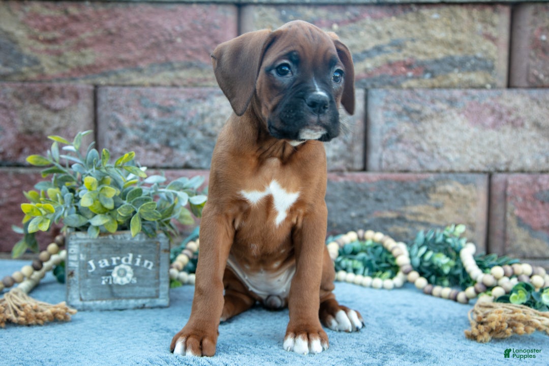 Boxer dogs for sale: Rosie - Ad 3