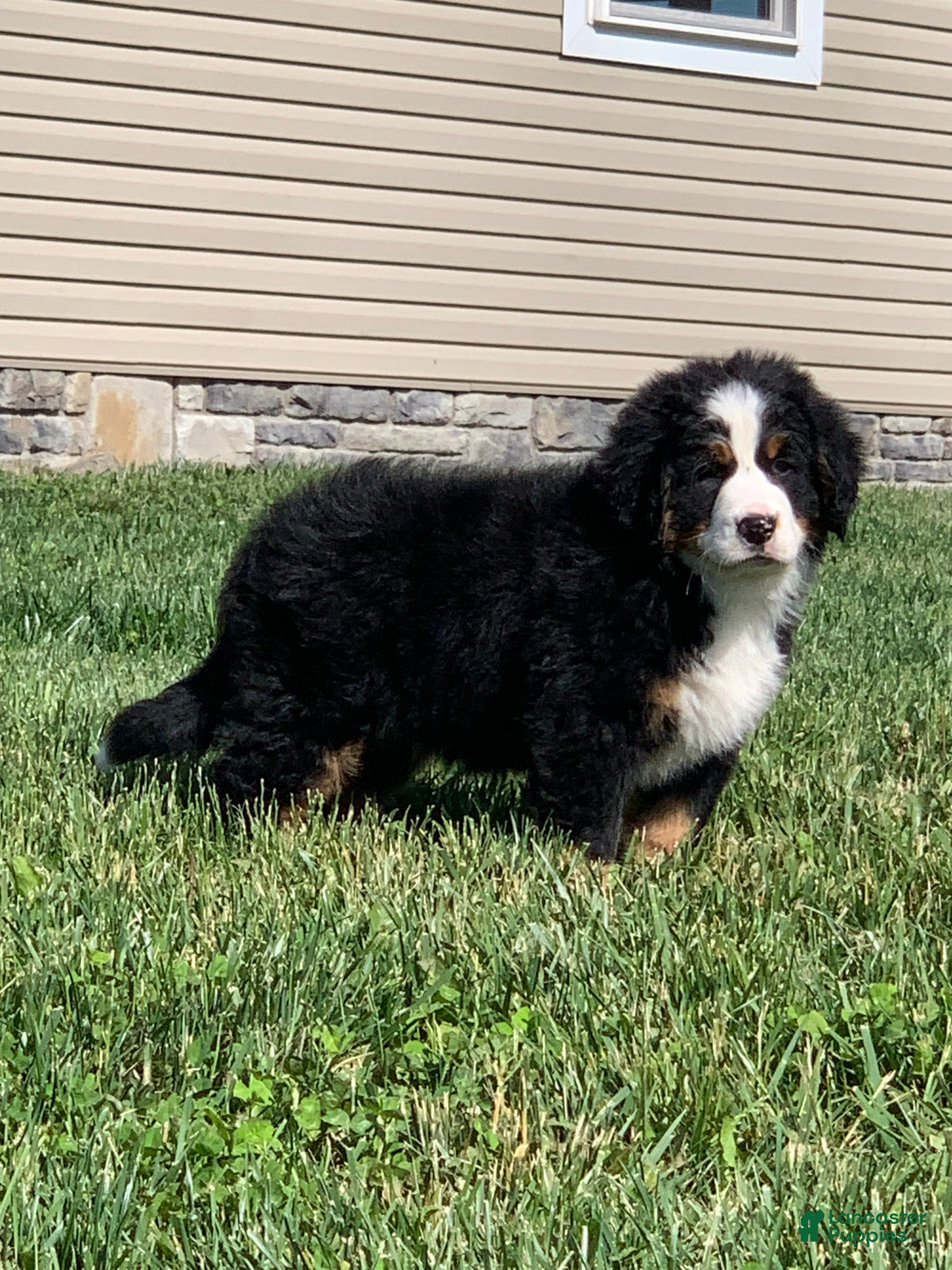 Bernese Mountain Dog dogs SweetPea - Ad 1