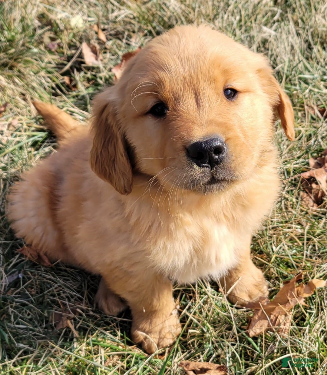 Golden Retriever dogs for sale: Dexter  - Ad 4