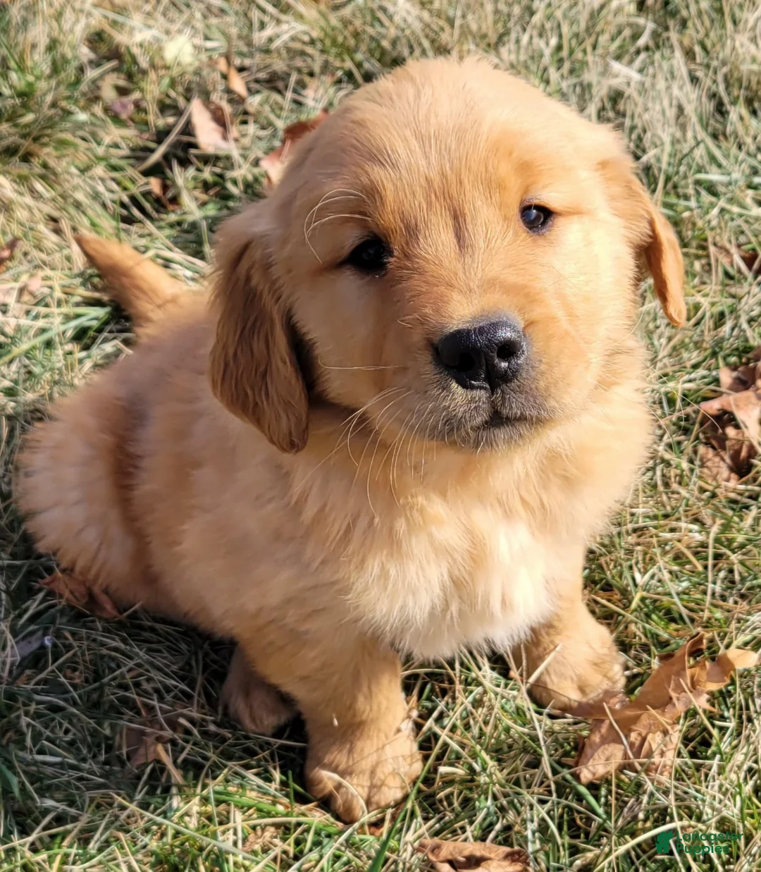 Golden Retriever dogs for sale: Dexter  - Ad 1
