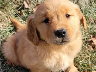 Golden Retriever dogs for sale: Dexter - Ad 4