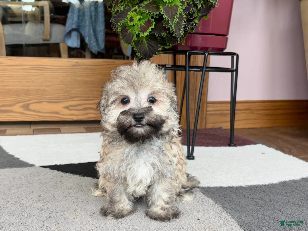 Mixed Breed dogs for sale: Waylon - Ad 5