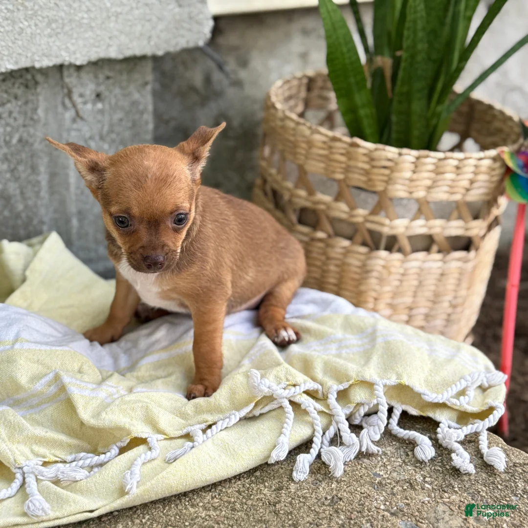 Chihuahua dogs for sale: Rusti - Ad 2