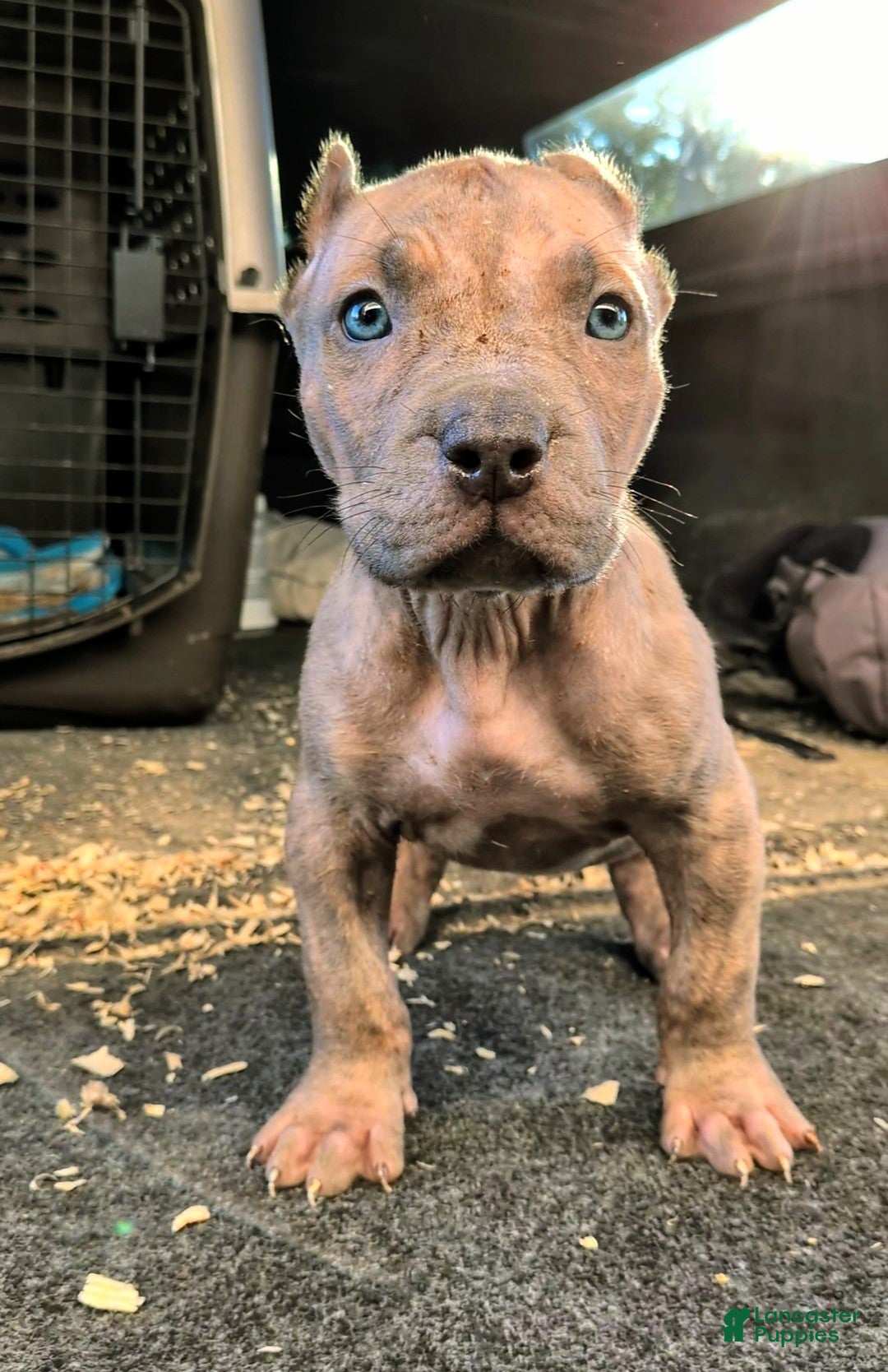American Bully Puppy American Red Nose Pitbull Puppies American