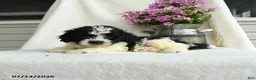 Cavapoo dogs for sale: Chex - Ad 3