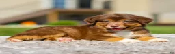 Miniature Australian Shepherd dogs for sale: Hershey - Ad 4