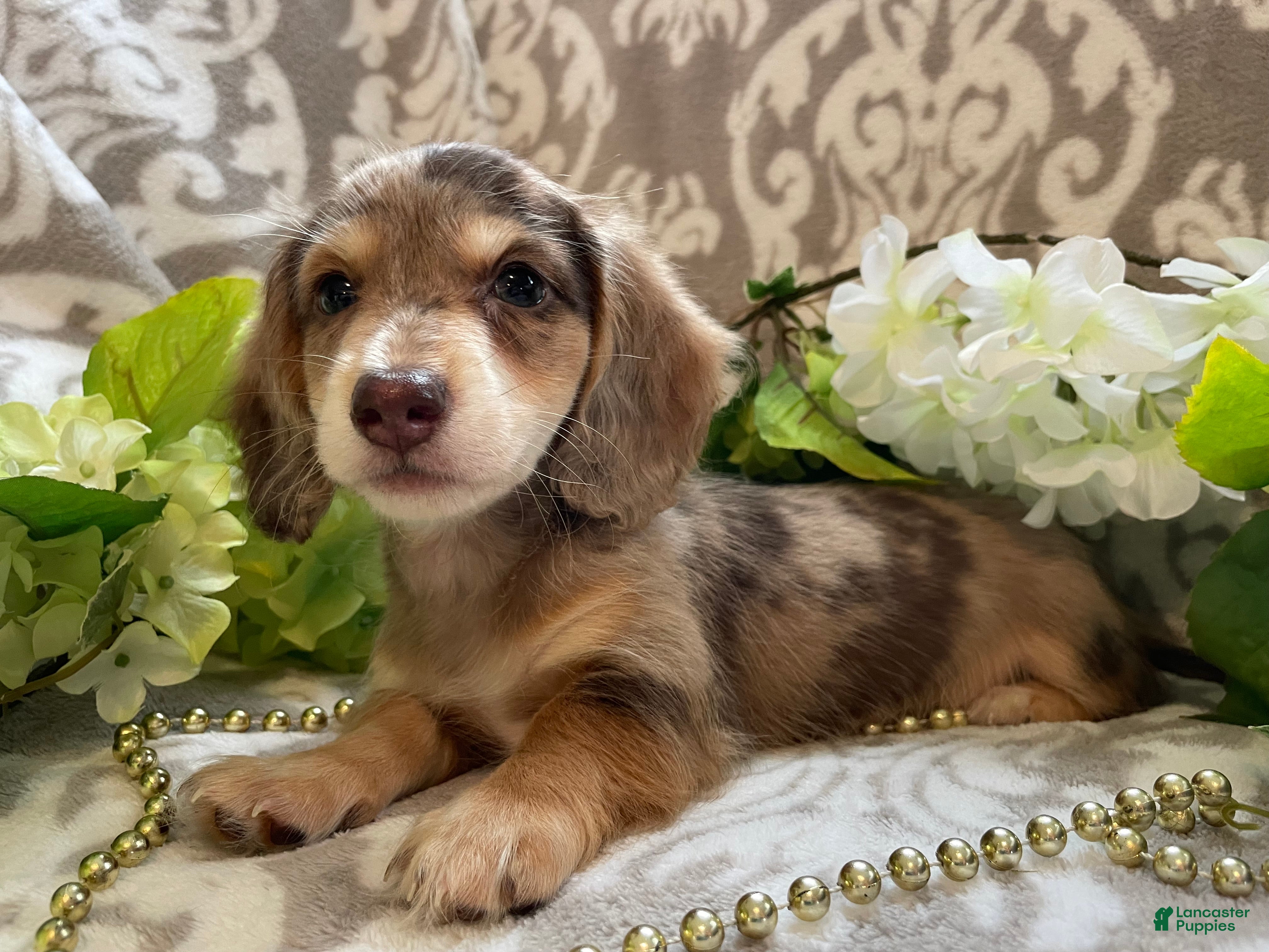Miniature Dachshund dogs Simba - Ad 1
