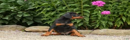 Doberman Pinscher dogs for sale: DAISY - Ad 7