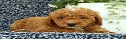 Mini Goldendoodle dogs for sale: Victor - Ad 4