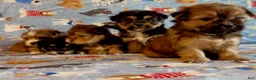 Shorkie dogs for sale: Shorkie 2 - Ad 3