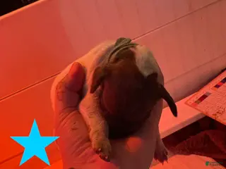 German Shorthaired Pointer dogs Pipit - Ad 3