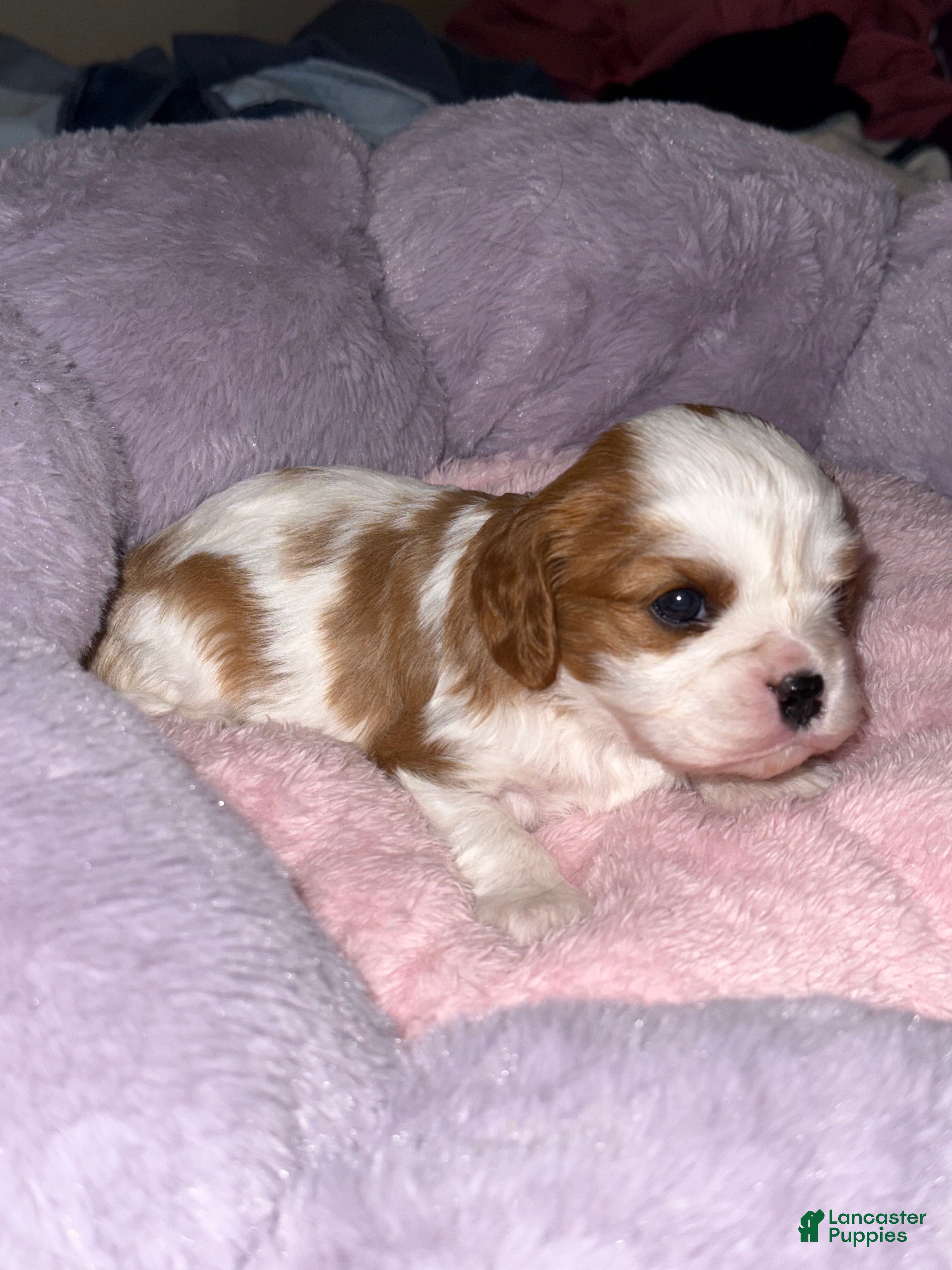 Cavalier King Charles Spaniel dogs Maple - Ad 19