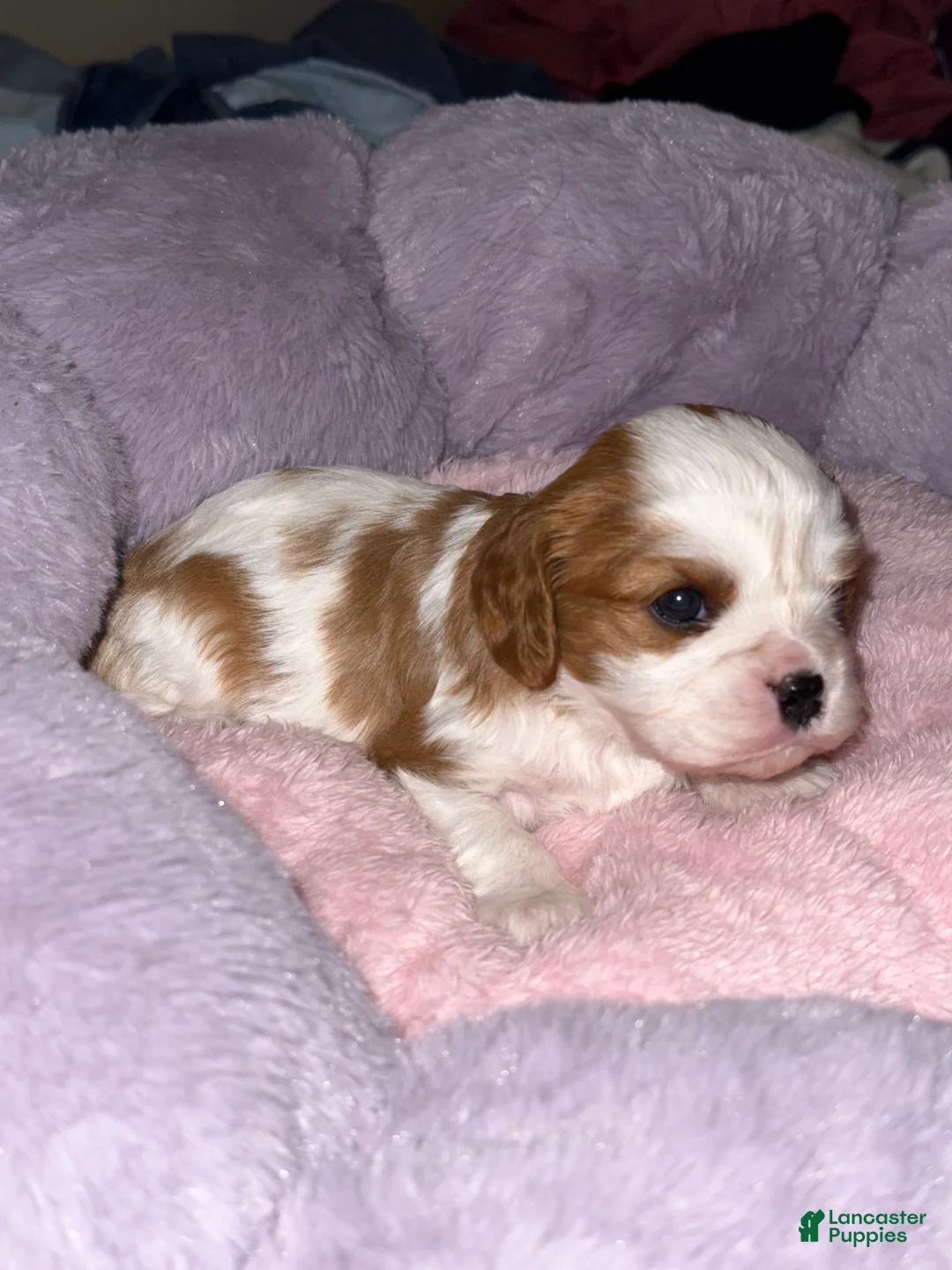 Cavalier King Charles Spaniel dogs for sale: Maple - Ad 1