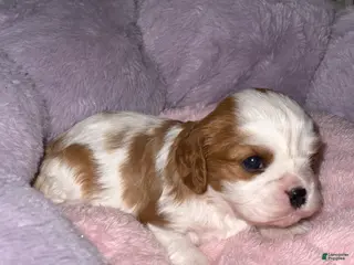 Cavalier King Charles Spaniel dogs Maple - Ad 19