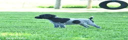 German Shorthaired Pointer dogs for sale: Gizmo - Ad 4
