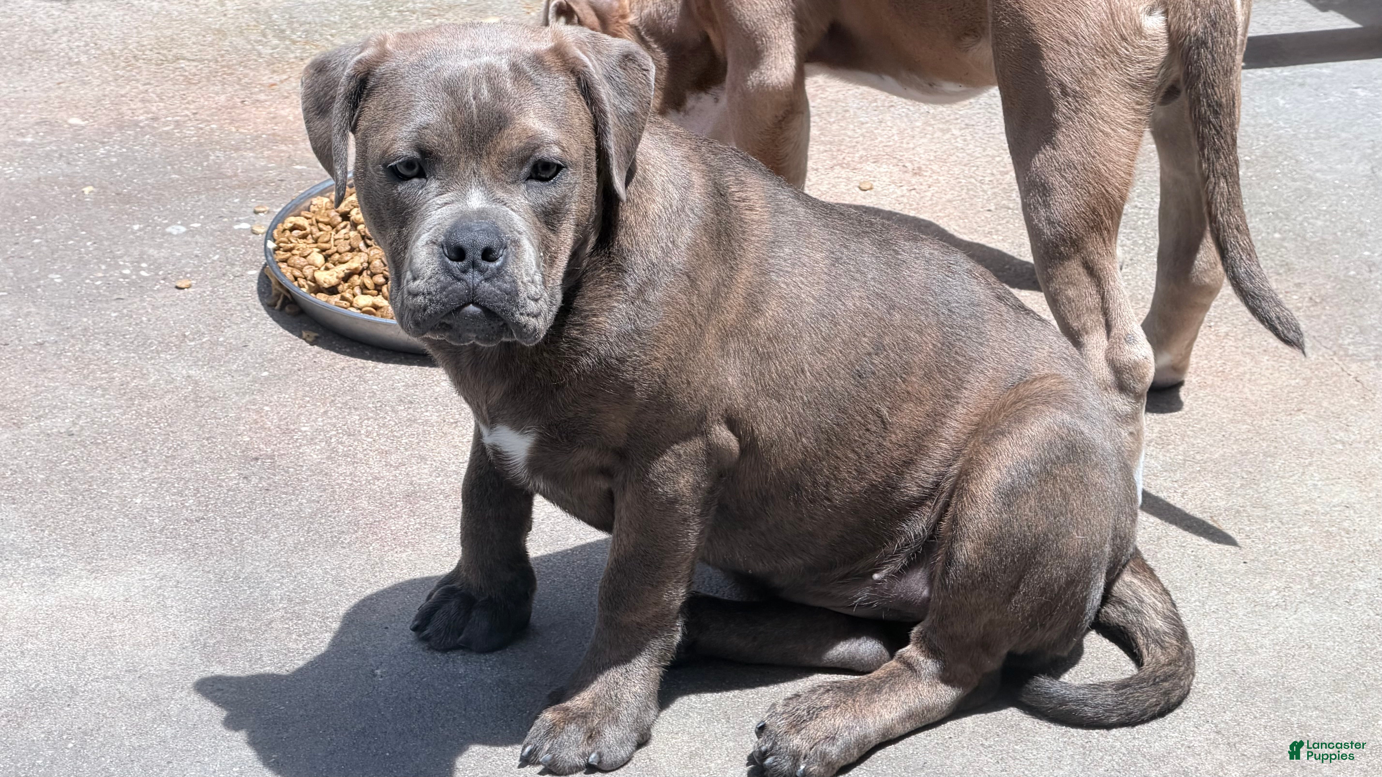 American Bully dogs American Bully Puppy NOVA - Ad 1