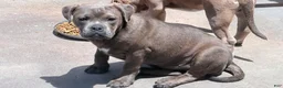 American Bully dogs for sale: American Bully Puppy NOVA - Ad 1