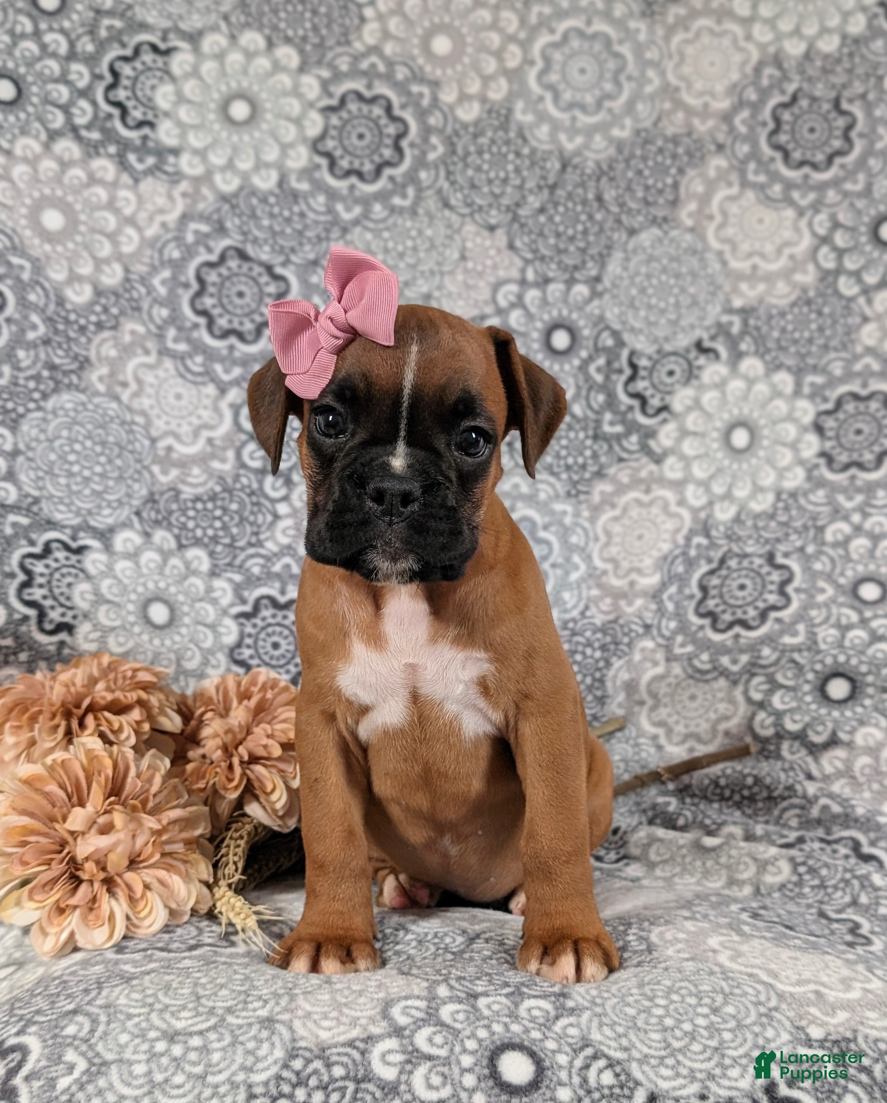 Boxer dogs Raina - Ad 2