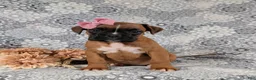 Boxer dogs for sale: Raina - Ad 2